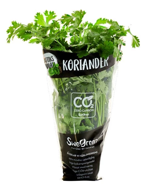 Coriander